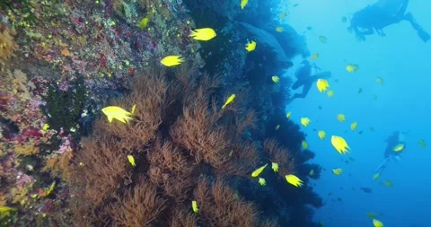 Hard and soft corals and numerous colorful fish living around it. Stock Footage 329244503