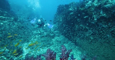 Hard and soft corals and numerous colorful fish living around it. Stock Footage 336993818