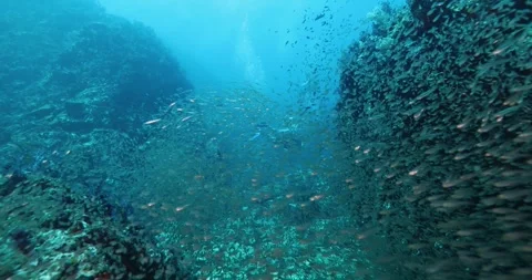 Hard and soft corals and numerous colorful fish living around it. Stock Footage 342421006