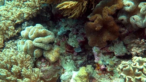 Hard and soft corals grow abundantly on an Indonesian reef at Wakatobi. Video stock 295634655