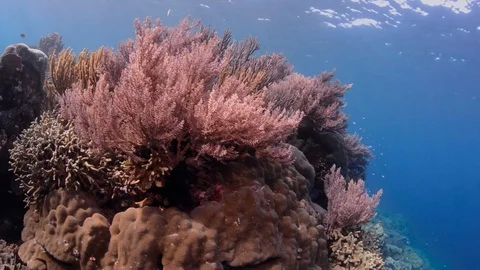 Hard and Soft Corals on a Reef Video stock 112233933