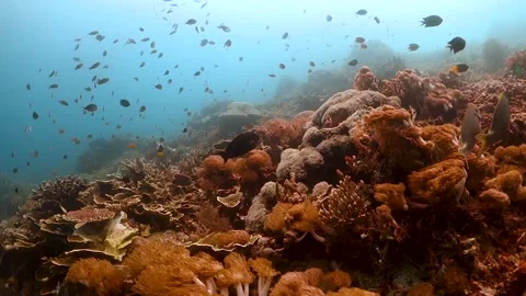 Hard and soft corals with small fish swimming around in clear blue water Stock Footage 130238088