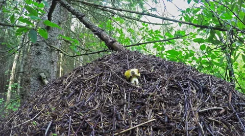 Hard ants building an anthill Stock Footage 65477476