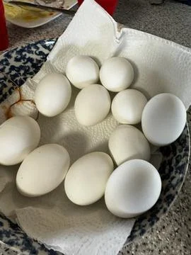 Hard boiled eggs ready to dip in colorful dye EASTER eggs Stock Photos