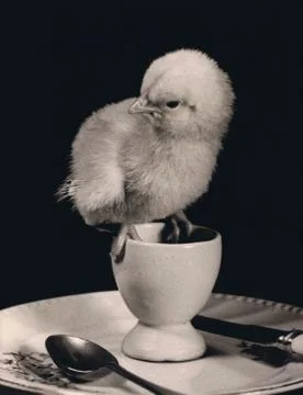 Hard Boiled Stock Photos