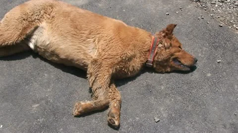 Hard breathing dog Stock Footage 10829875