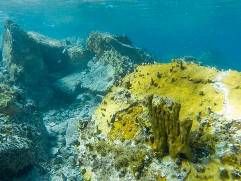Hard broken corals structure in clear water after hurricane Stock Photos