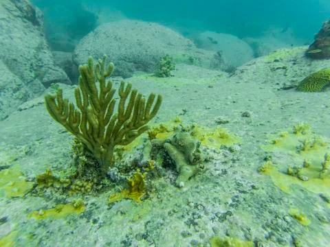 Hard broken corals structure in clear water after hurricane Stock Photos