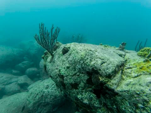 Hard broken corals structure in clear water after hurricane Stock Photos