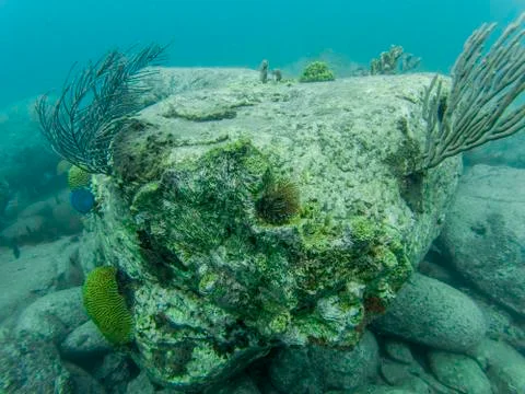 Hard broken corals structure in clear water after hurricane Stock Photos