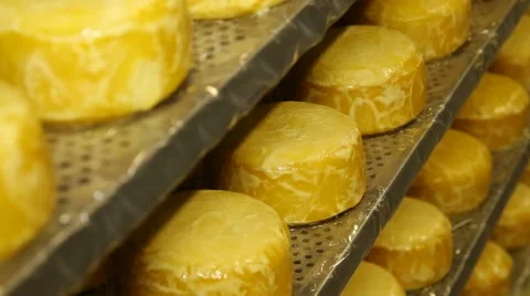 Hard cheese maturing  on shelves Stock Footage 46225418