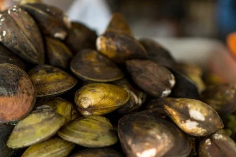 Hard clam Stock Photos