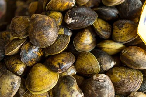 Hard clam 스톡 사진