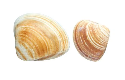 Hard clam shells isolated on a white background with clipping path. Dried shell Stock Photos