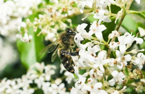 Hard collar bee Stock Photos