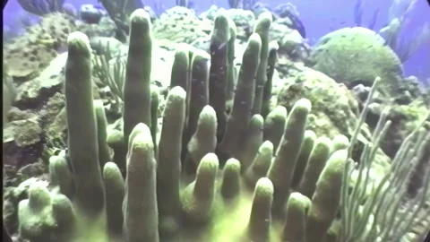 HARD CORAL 10 Video stock 306667583