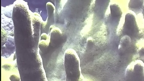 HARD CORAL 13 Stock Footage 306662477