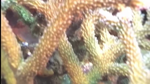 HARD CORAL 2 Video stock 306766037