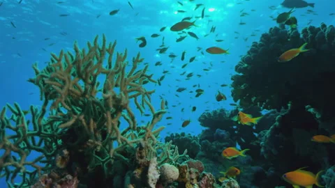 Hard coral block with fish in the red sea Stock Footage 323444641