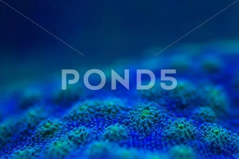 Hard coral macro on night dive light Stock Photos