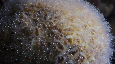 Hard coral polips moving tentacles at night. Macro shot Stock Footage 82885511