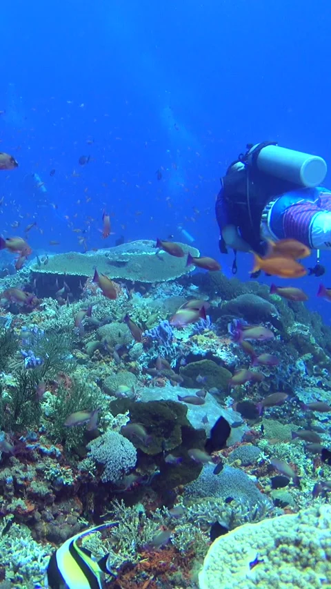 Hard coral reef with cloud of  anthias swimming and diver gracefully swimming Stock Footage 223009816
