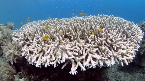 Hard Coral Reef Stock Footage 76568328