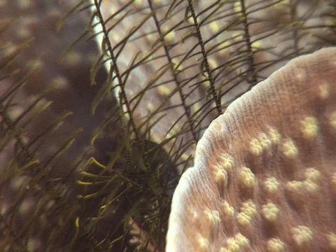 Hard Coral Reef Stock Footage 98673669
