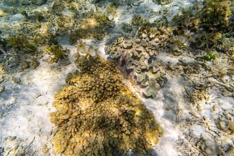 Hard corals and seaweed under the Clear Water at The Coast of Kelor Island,.. Stock Photos