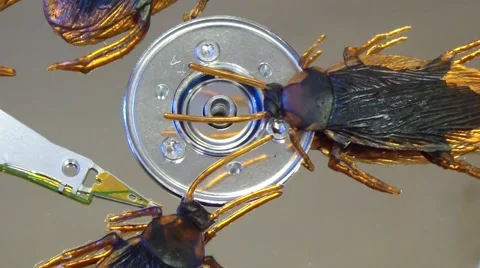 Hard drive infestation Stock Footage 47417150