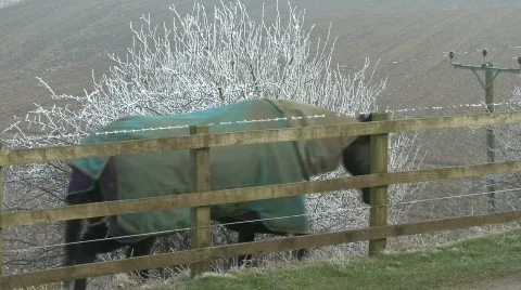 Hard frost - horses pass frosty bush Stock Footage