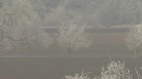 Hard frost - slow zoom out from trees 3 Stock Footage