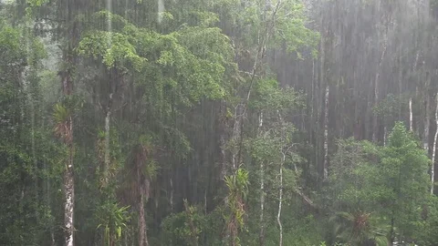 Hard Monsoon Rain Downpour in Amazon Rai... | Stock Video | Pond5