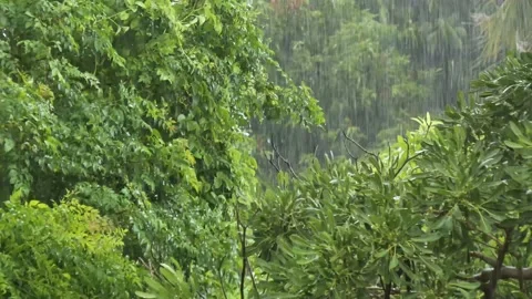 Hard rain and strong wind in the southeast asia forest with ambient sound. Stock Footage 146205566