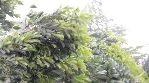 Hard rain covering trees in the yard Stock Footage 49554408