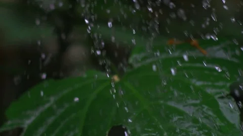 Hard rain falling on leaf in Amazon rain forest. Stock Footage