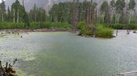 Hard rain falling on mossy mountain pond-2 Stock Footage 52614547