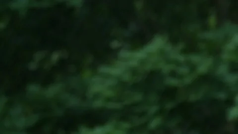 Hard Rain Loop with Nature Background Video stock 195871105