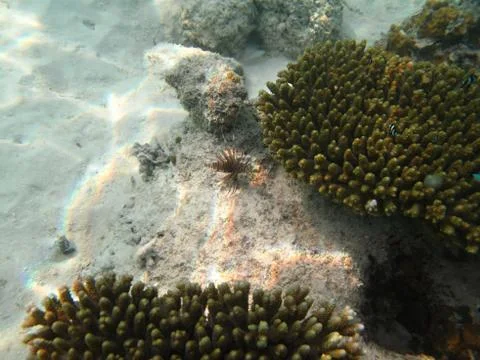Hard sea corals and lion fish - marine life in Indian ocean Maledives Stock Photos