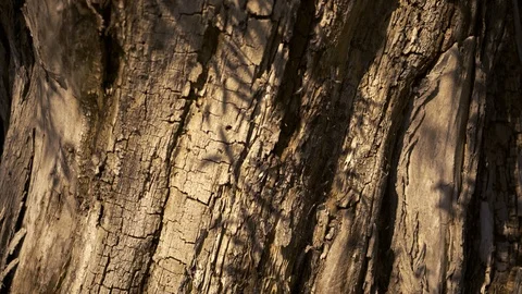 Hard shadows on the surface of bark Video stock 94314254