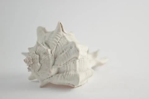 Hard Shelled Sea Shell 2 Stock Photos
