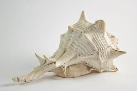 Hard Shelled Sea Shell Back View Stock Photos