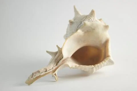 Hard Shelled Sea Shell Horizontal Position Stock Photos