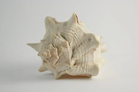 Hard Shelled Sea Shell Stock Photos