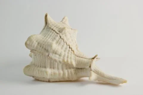 Hard Shelled Sea Shell Side View Stock Photos