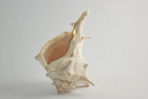 Hard Shelled Sea Shell Vertical View Stock Photos