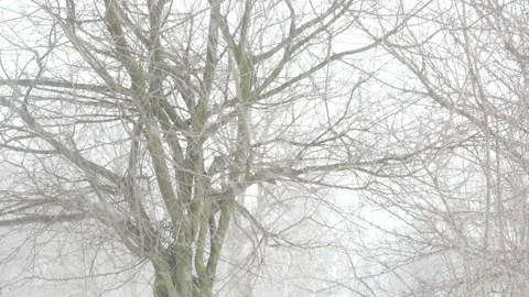 Hard snow covers forest trees Stock Footage 87786261