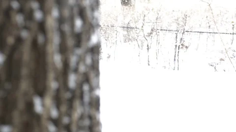 Hard Snowing In A Park, Snow Falling On A Tree Bark Stock Footage 71249863