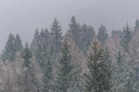 Hard snowing Stock Photos