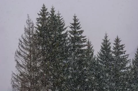 Hard snowing Stock Photos